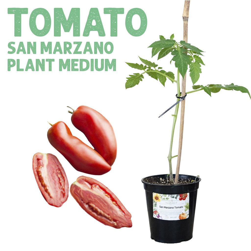 Tomato San Marzano Plant — Medium pot