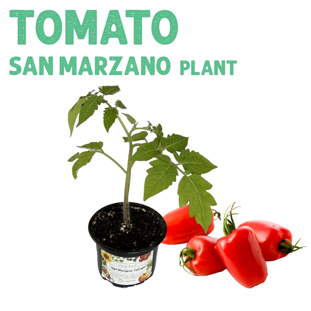 Tomato San Marzano Plant