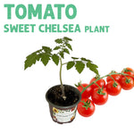 Tomato Sweet Chelsea Plant