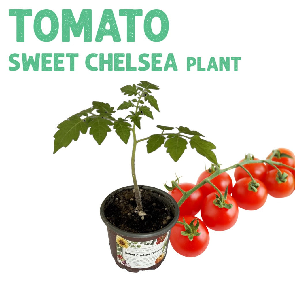 Tomato Sweet Chelsea Plant