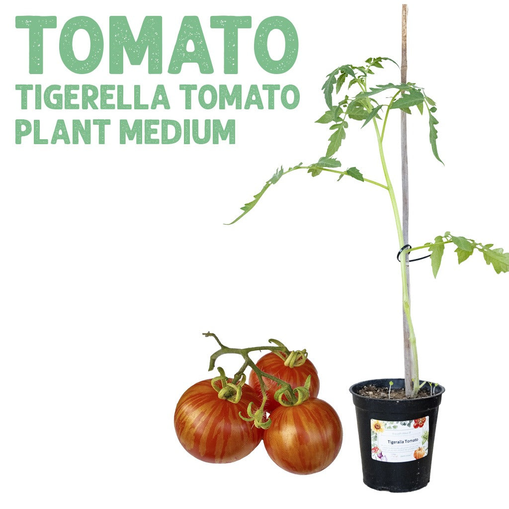 Tomato Tigerella Plant — Medium pot