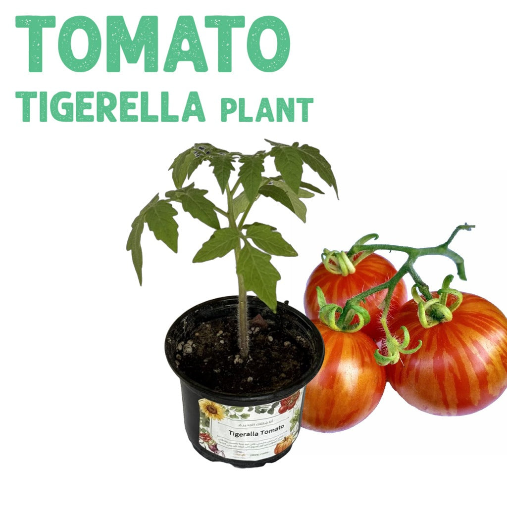 Tomato Tigerella Plant
