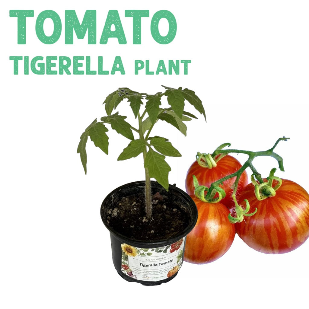 Tomato Tigerella Plant