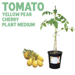Yellow Pear Tomato Plant — Medium pot