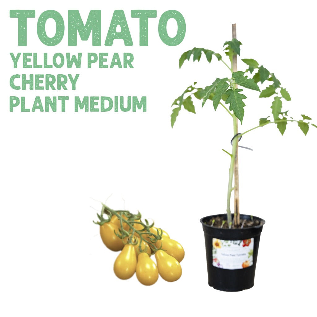 Yellow Pear Tomato Plant — Medium pot
