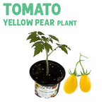 Yellow Pear Tomato Plant