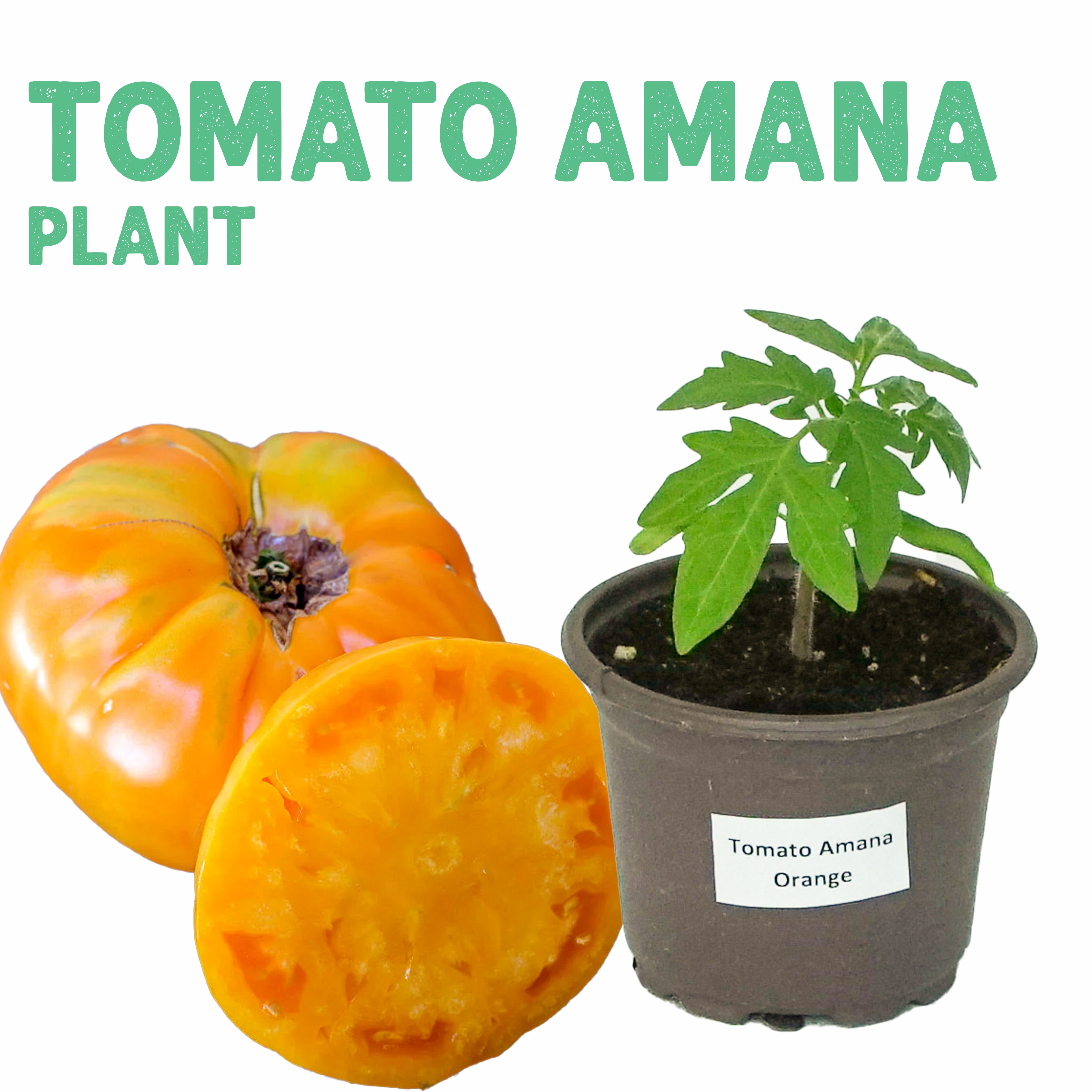 Tomato Amana Orange Plant