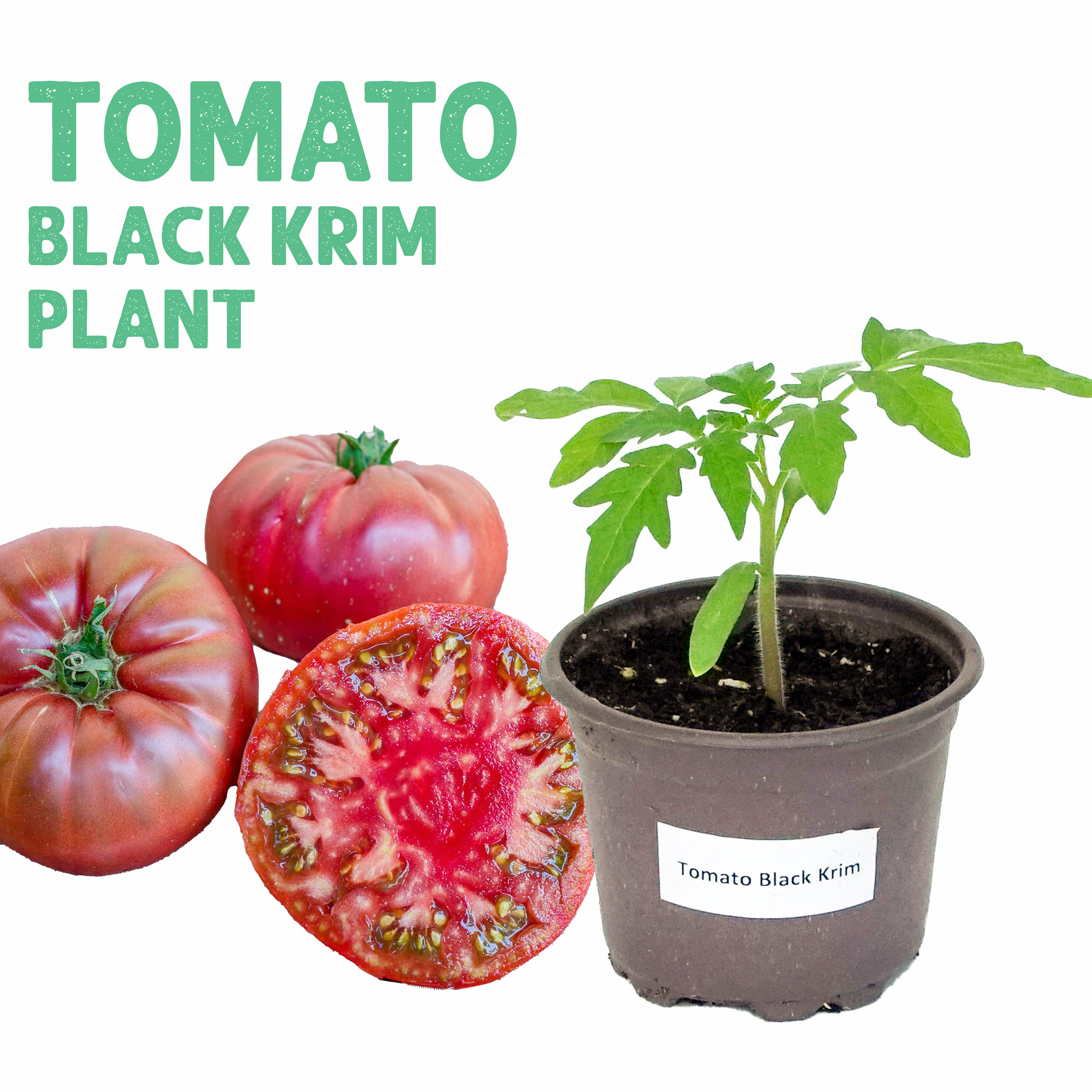 Tomato Black Krim Plant