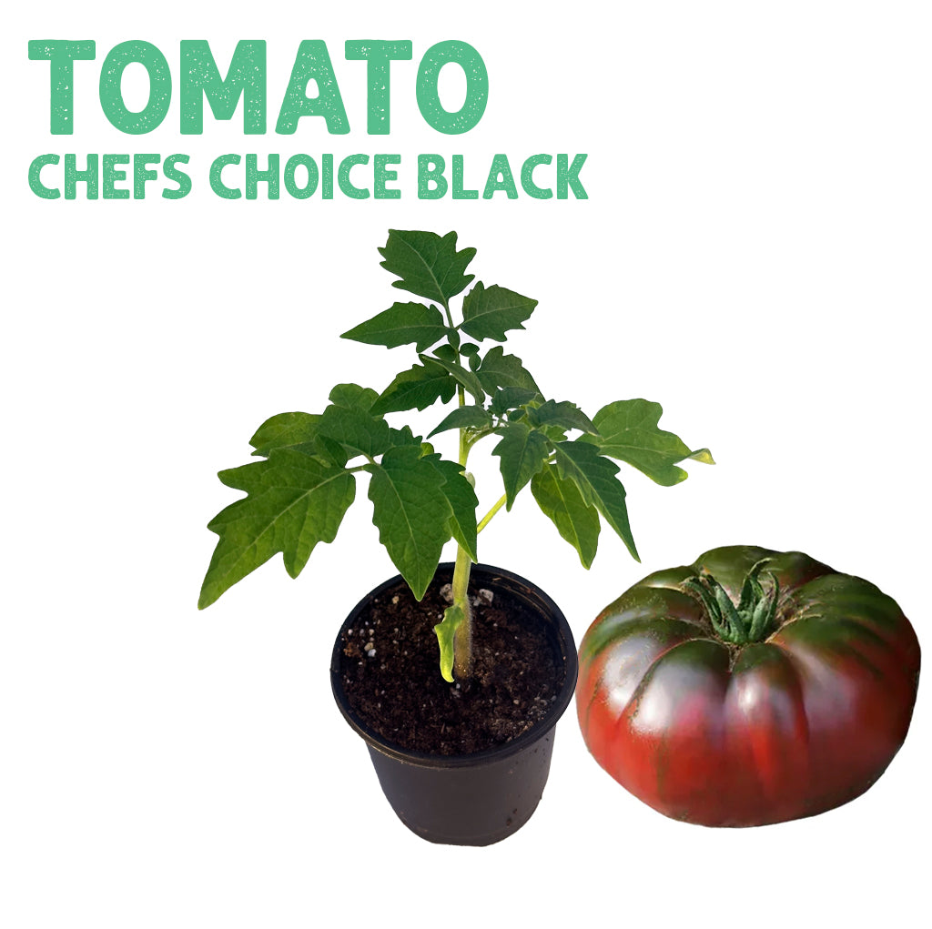 Tomato Chef's Choice Black Plant plantnmore