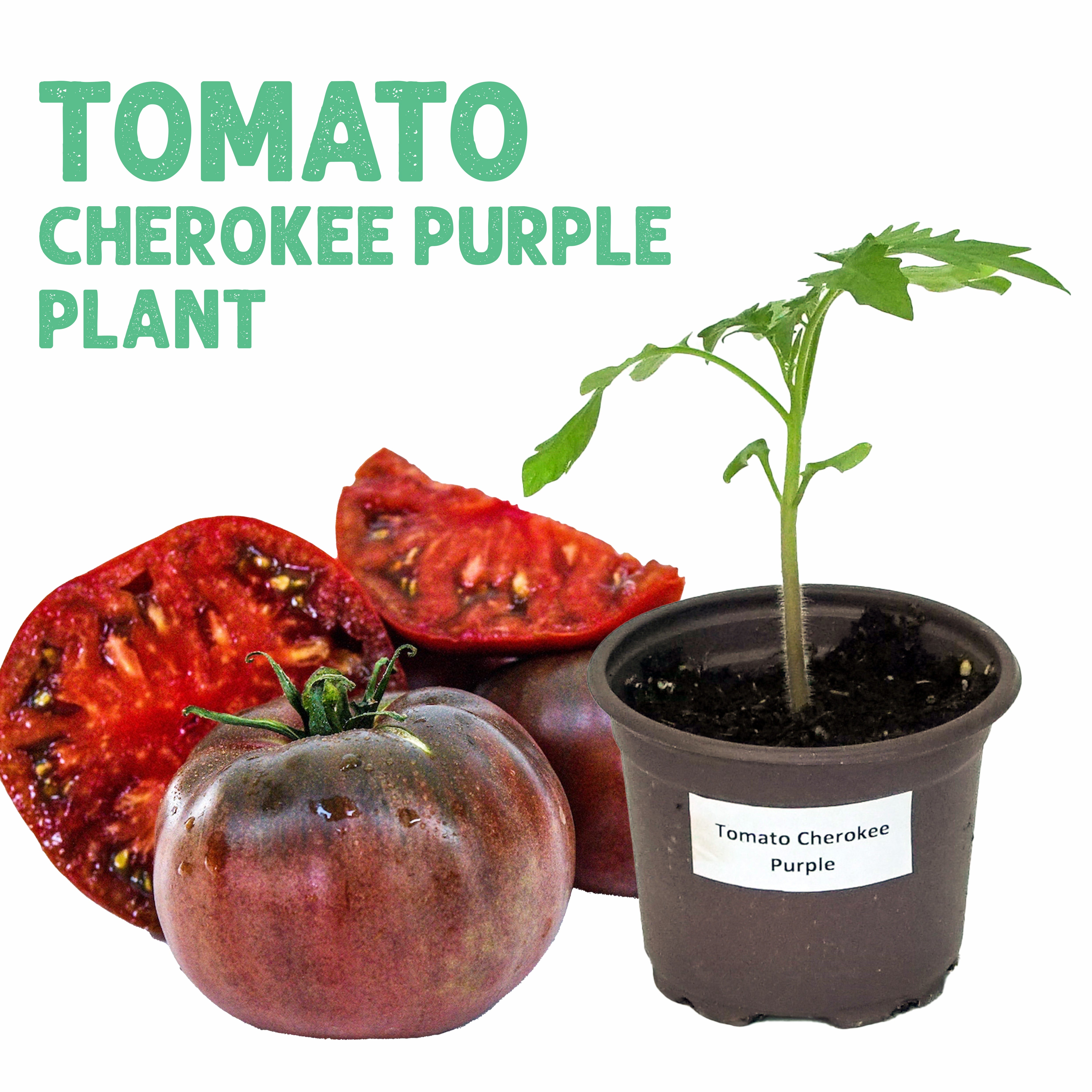 Cherokee Purple Tomato Plant