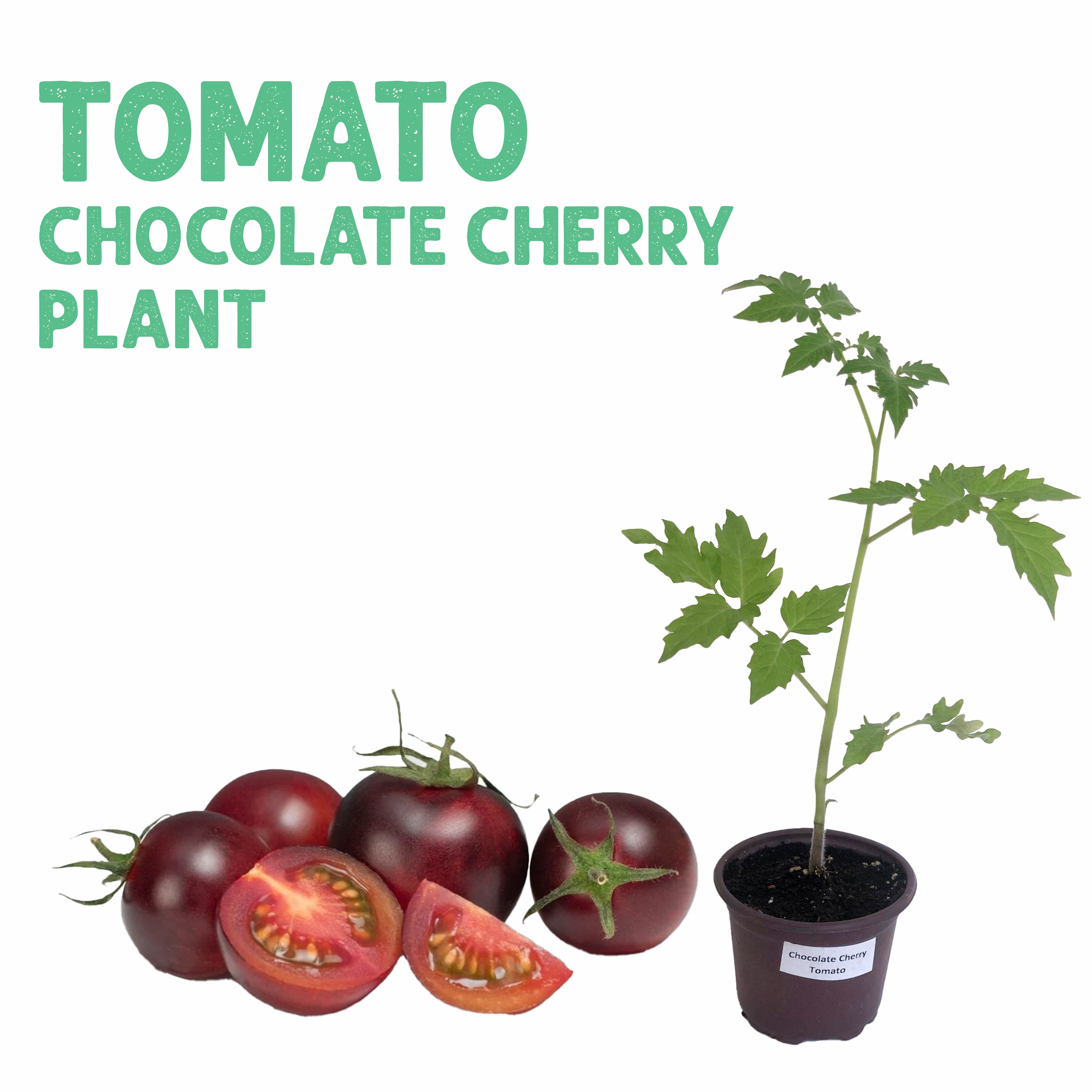  شتلة طماطم شوكولاتة كرزية