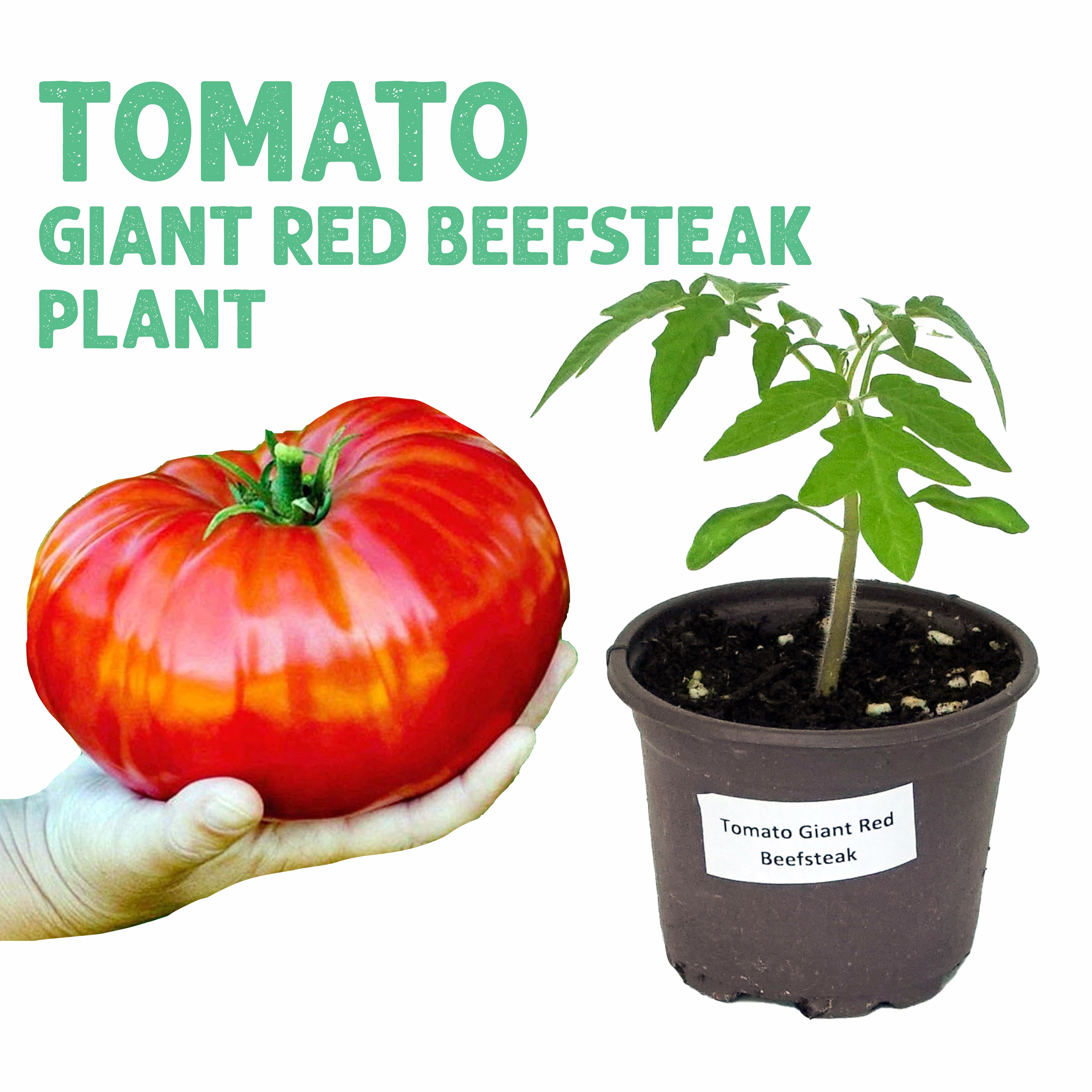 Tomato Giant Red Beefsteak Plant