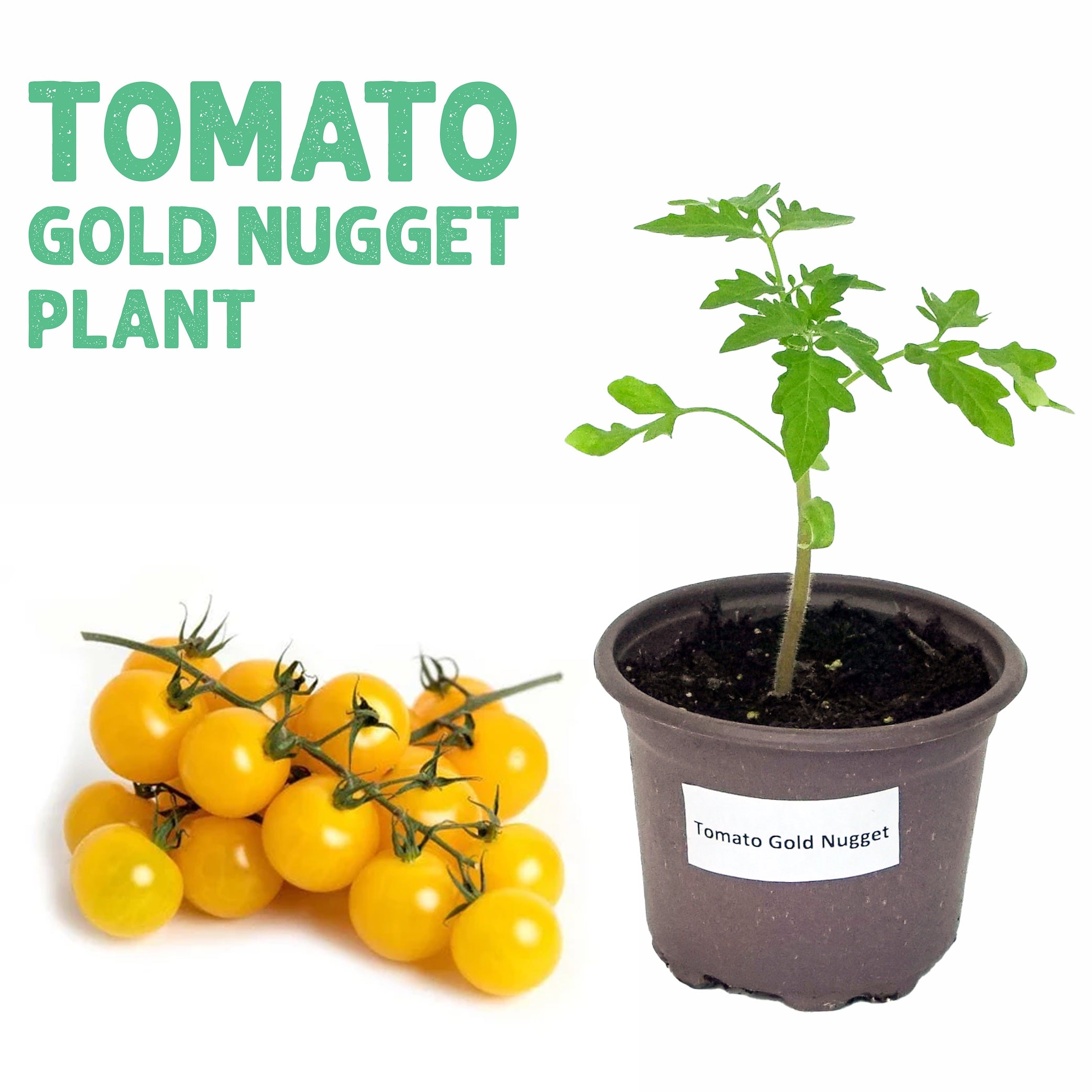 Tomato Golden Nugget Plant