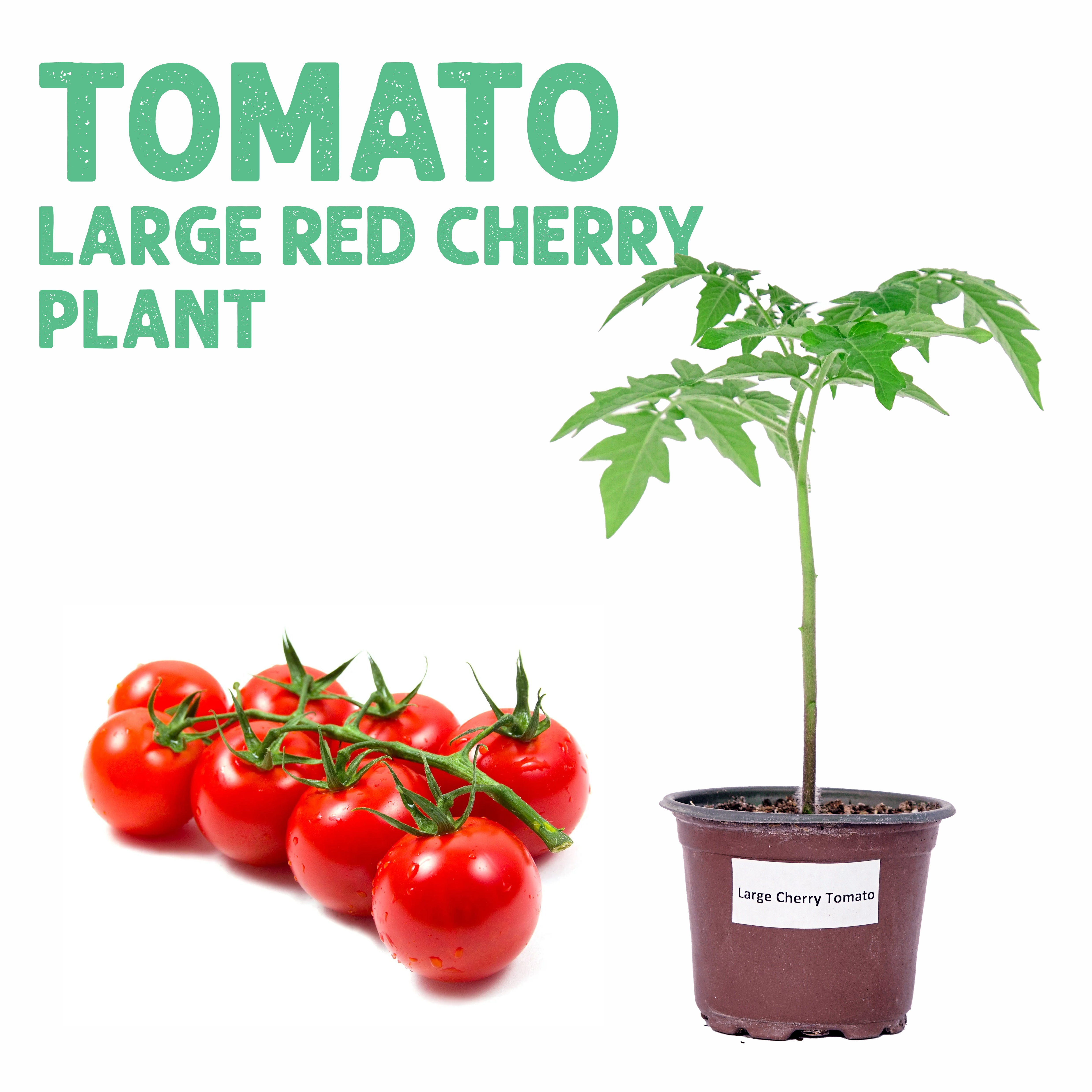 Tomato Large Red Cherry Plant
