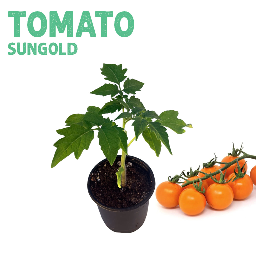 Tomato Sungold Plant