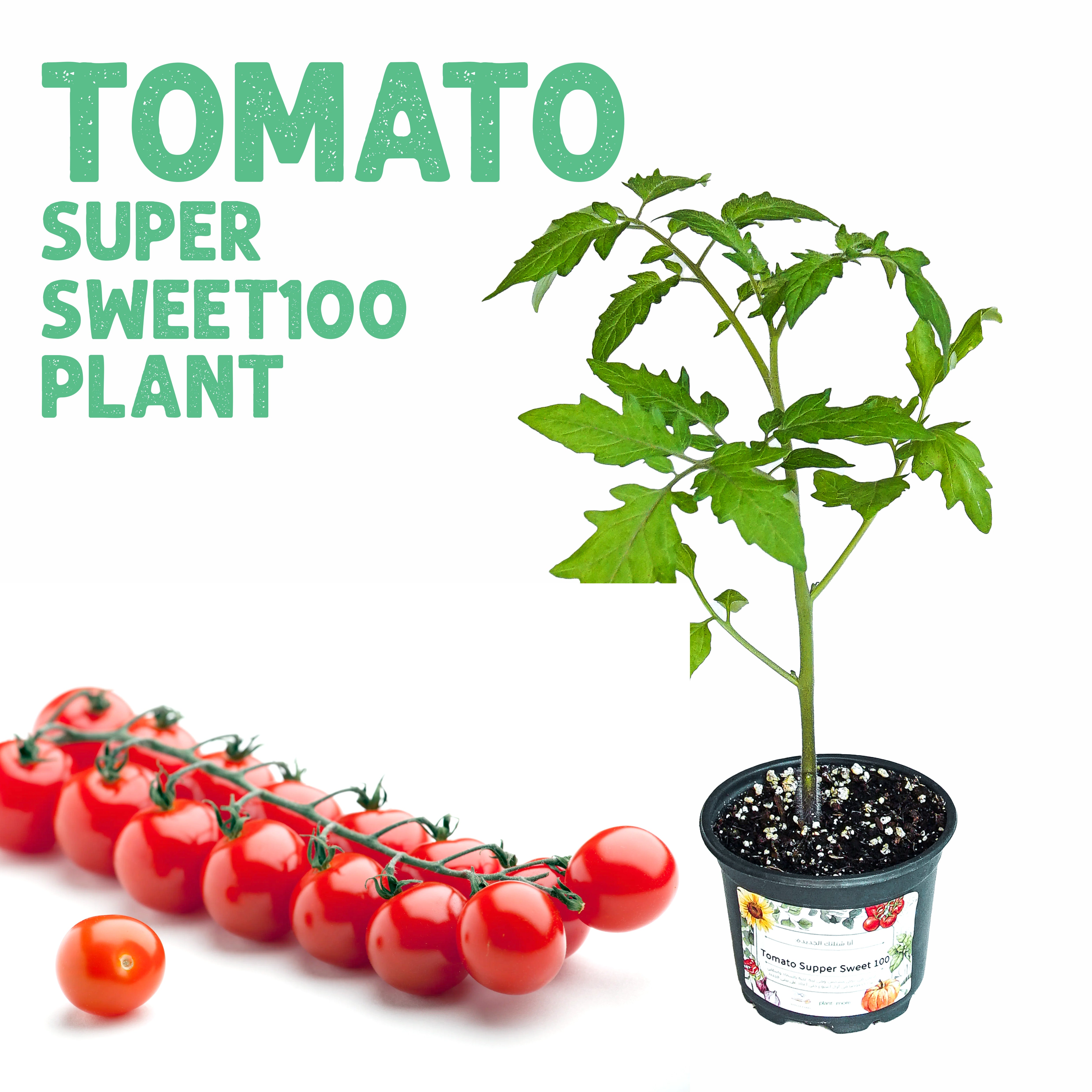 شتلة طماطم سوبر سويت 100