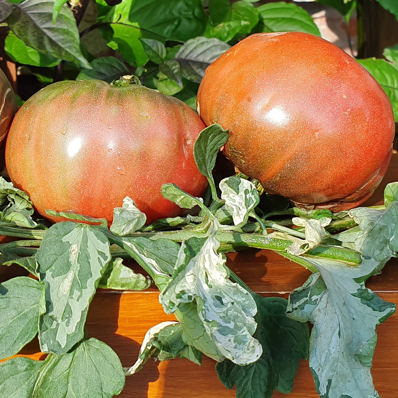 Tomato Variegated