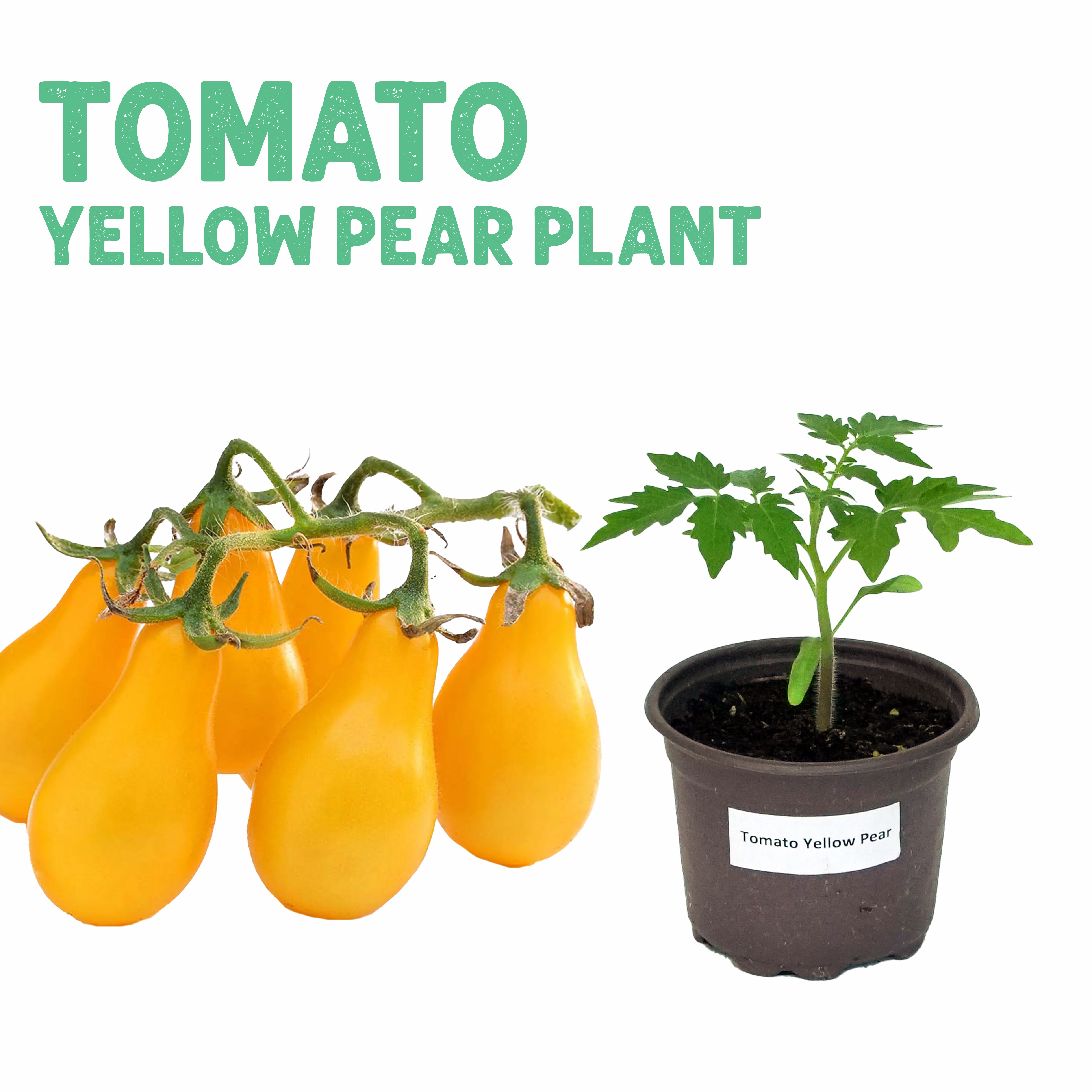 Yellow Pear Tomato Plant