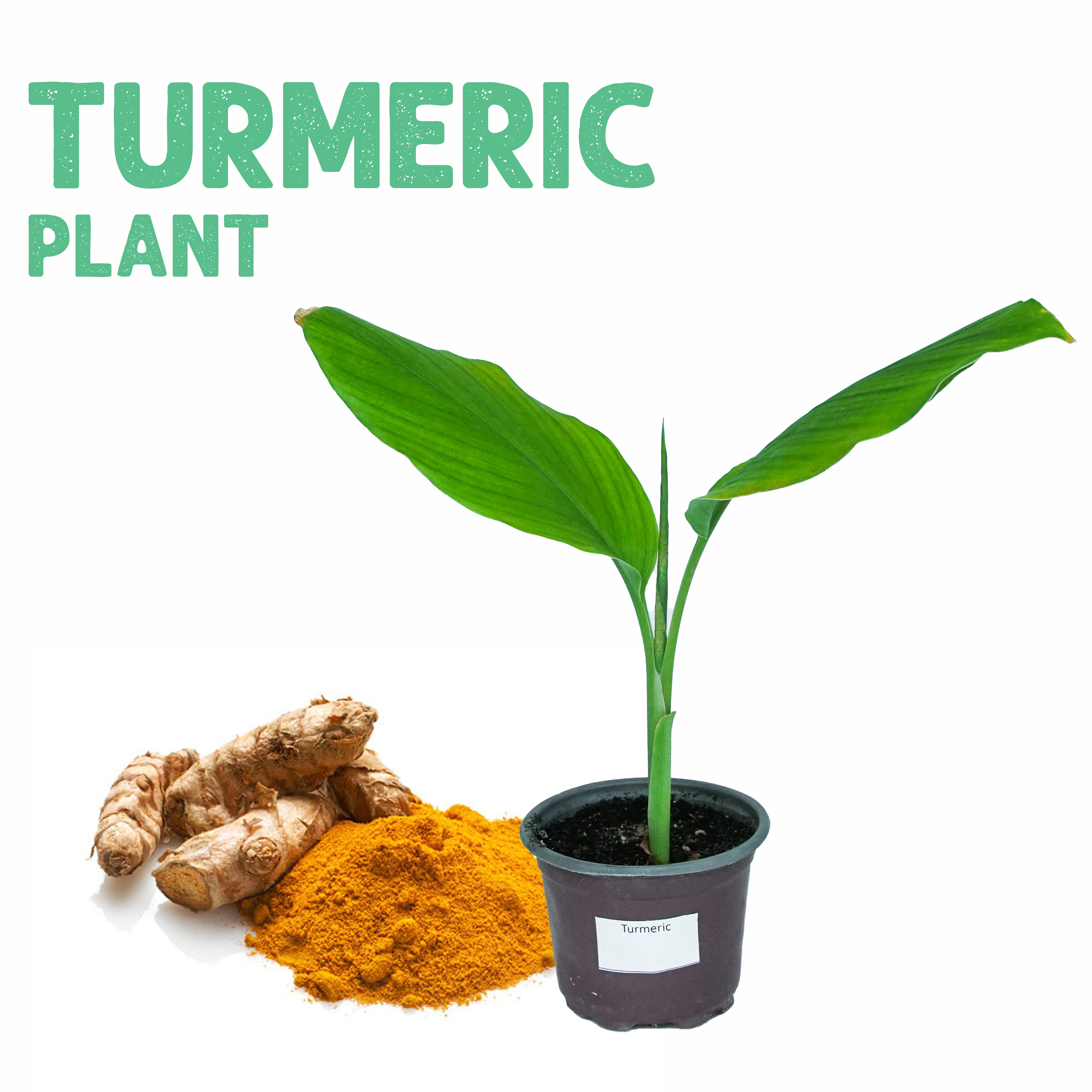 Turmeric Plant