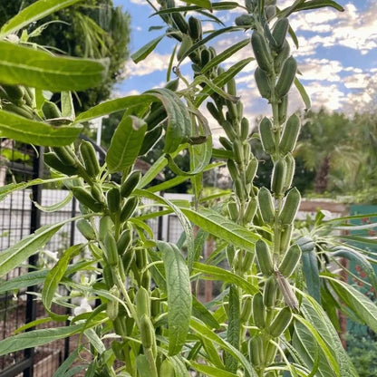 Sesame White Plant