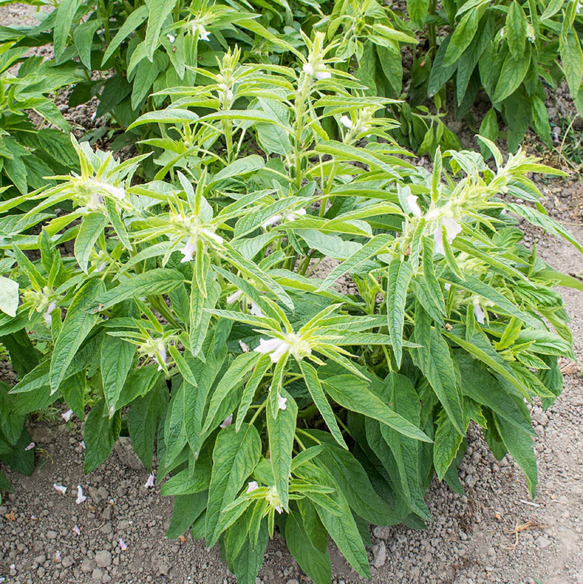 Sesame White Plant