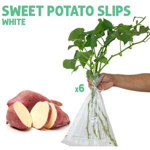 White Sweet Potato Slips