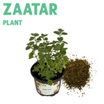 Zaatar Plant Small