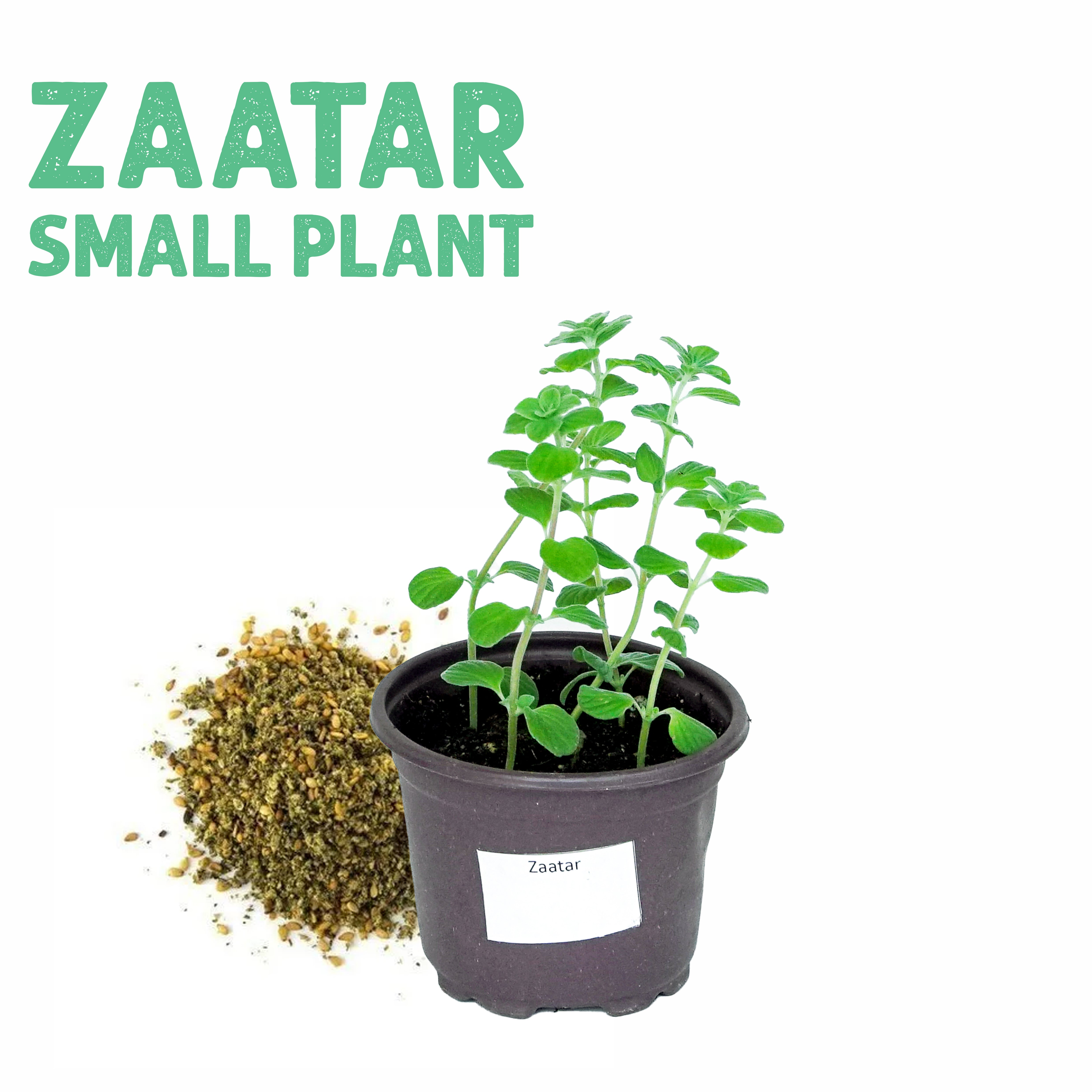 Zaatar Plant Small
