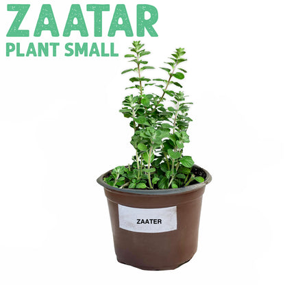 Zaatar Plant Small