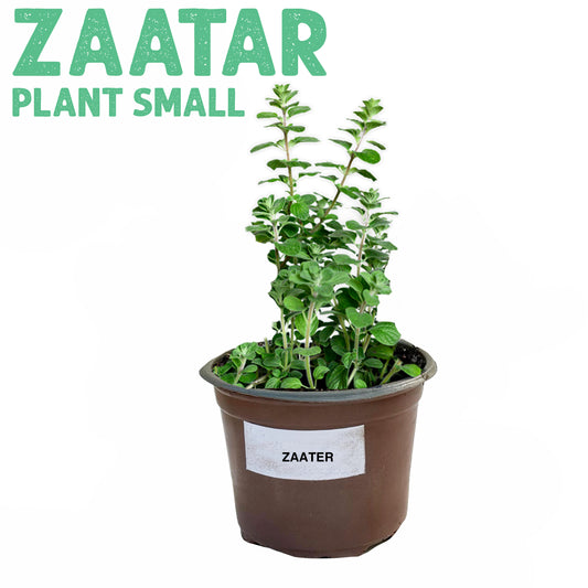 Zaatar Plant Small