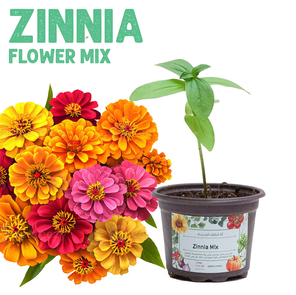 شتلة زينيا مكس