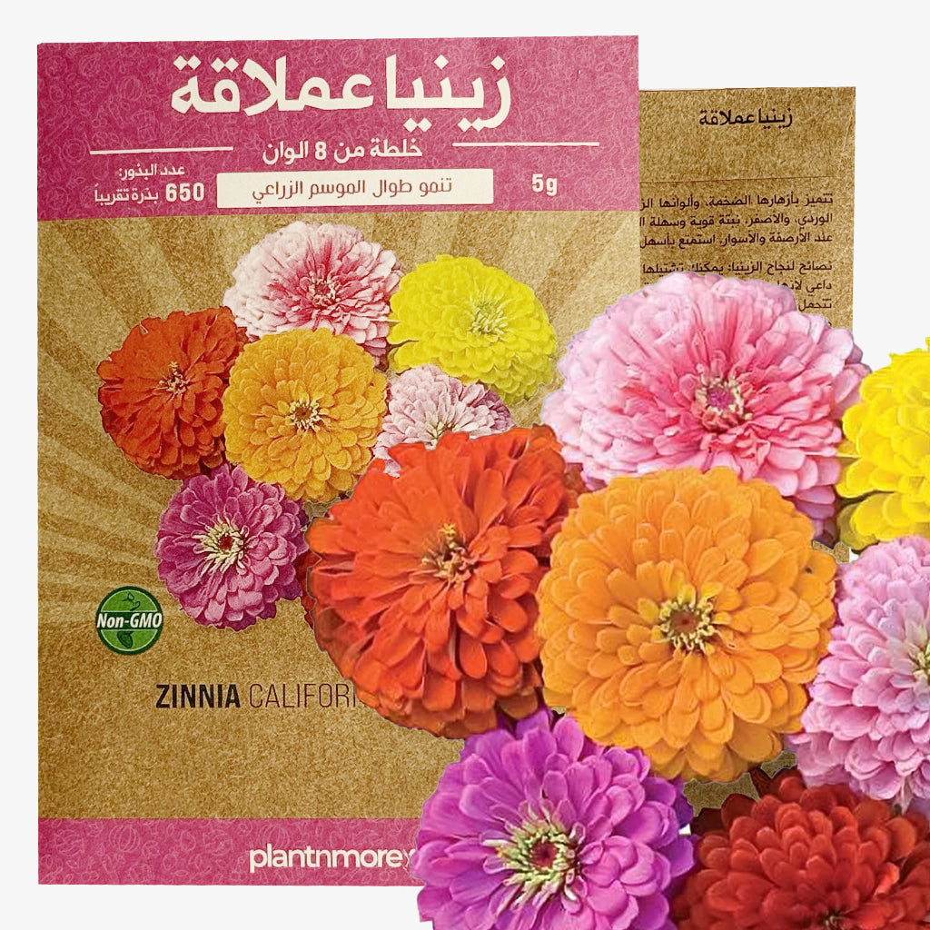 Zinnia California Giant