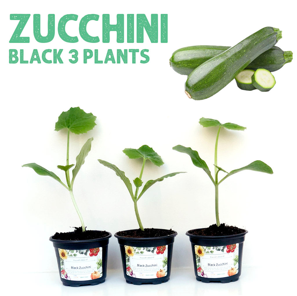 ٣ شتلات كوسة خضراء