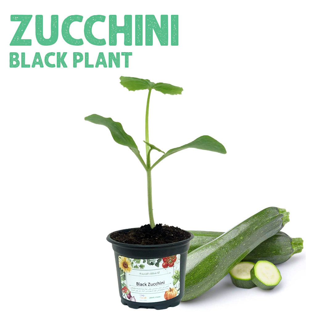 شتلة كوسة خضراء