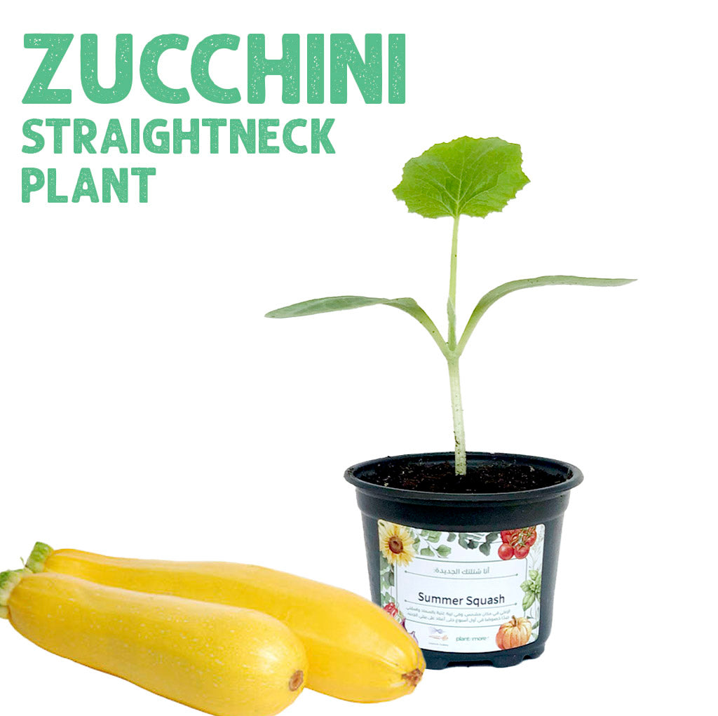 شتلة كوسة صفراء