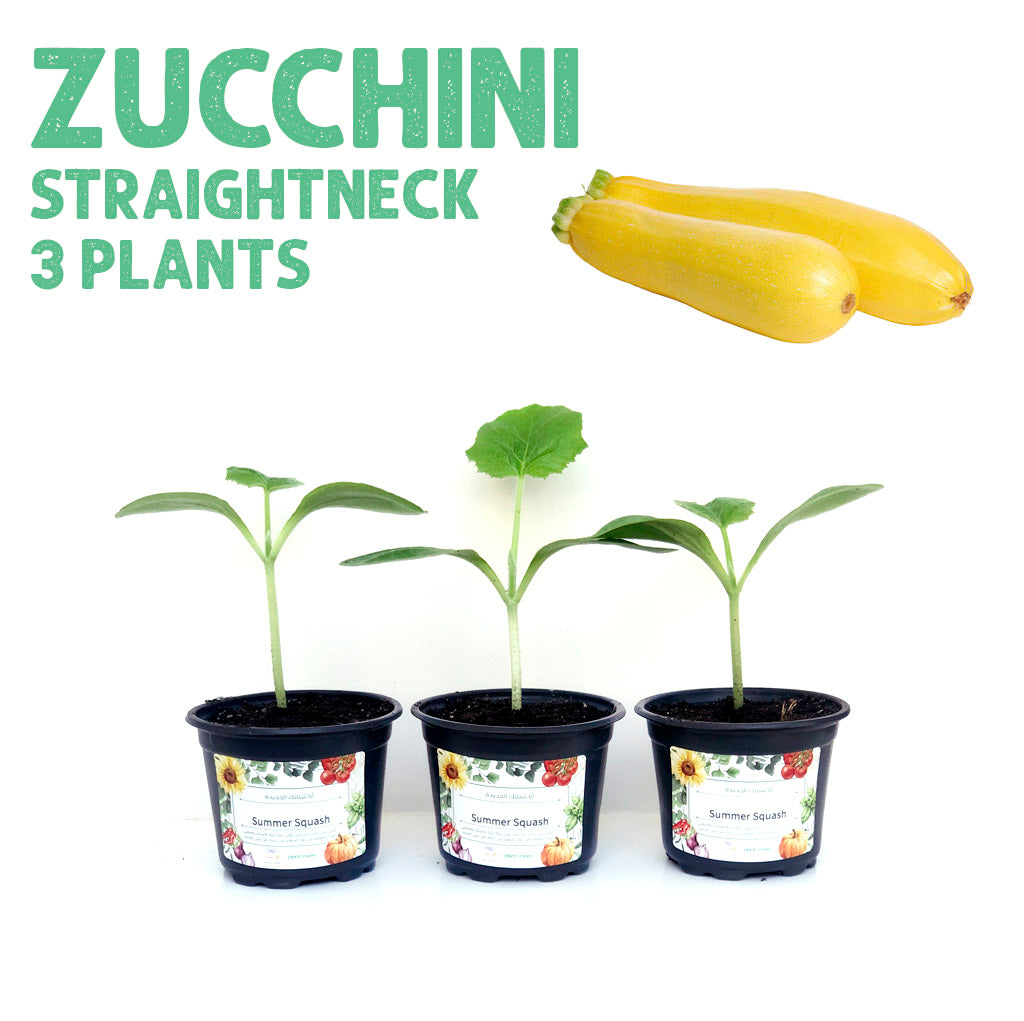 كوسة صفراء  شتلات 3