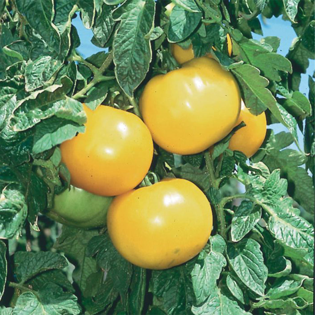Tomato Lemon Boy Hybrid • طماط ليوموني اصفر - plantnmore