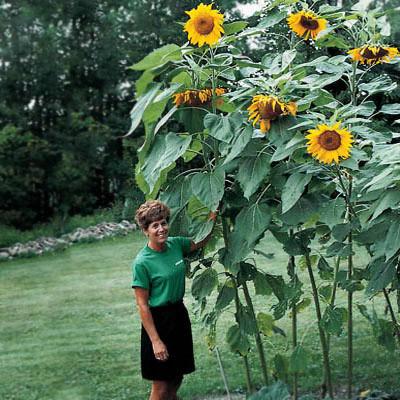 Sunflower Mammoth • دوار الشمس العملاق - plantnmore