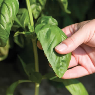 Genovese Basil • ريحان جينوفيز - plantnmore