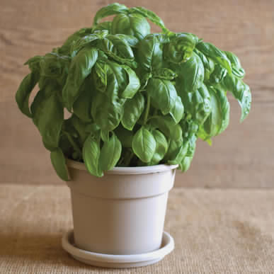 Genovese Basil • ريحان جينوفيز - plantnmore