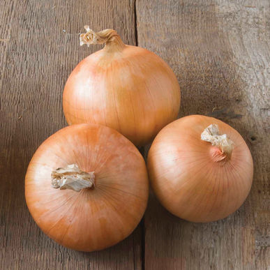 Onion Candy Hybrid • بصل الحلاو - plantnmore