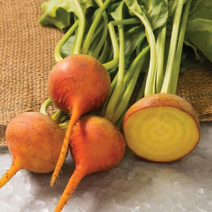 Beetroot Golden Detroit • شمندر برتقالي - plantnmore