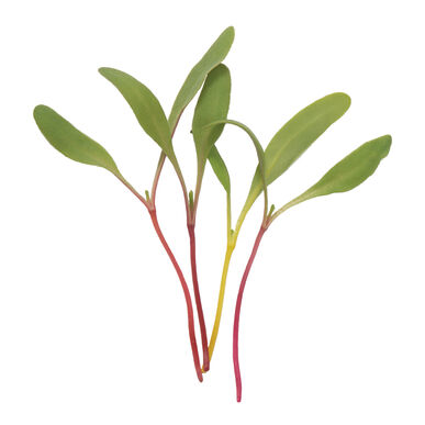 Swisschard Rainbow Mix Microgreens • ميكروجرين سلق ملون - plantnmore