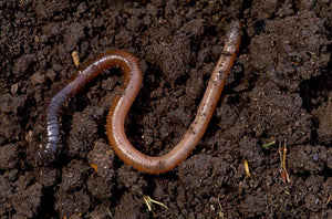 Live Earthworms ● دودة ارض حية - plantnmore
