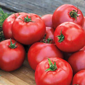 Tomato Better Boy Hybrid • طماط بتر بوي - plantnmore