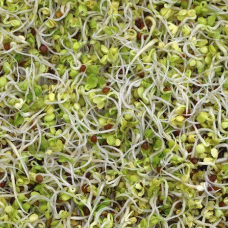 Clover 114g• نفل - plantnmore