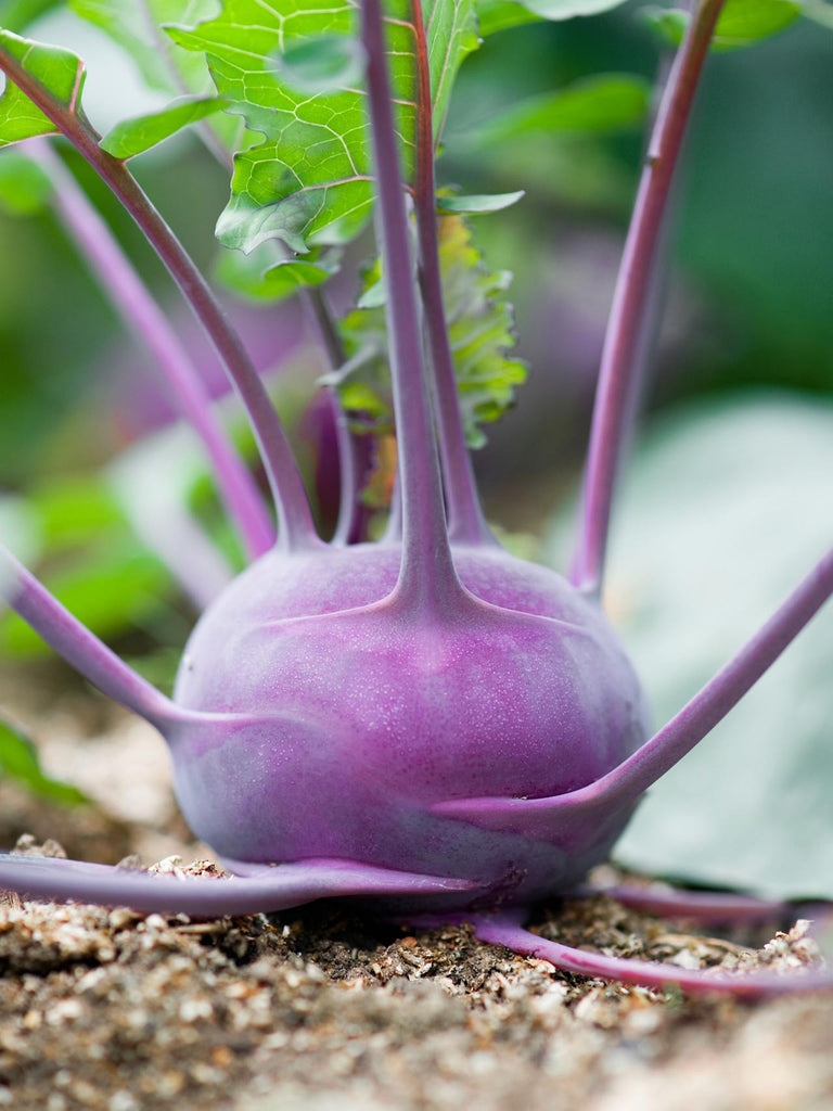 Kohlrabi Purple Vienna • (كولرابي (كرنب ساقي بنفسجي - plantnmore