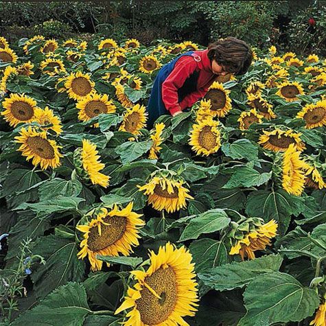 Sunflower Sunspot • دوار شمس قصير - plantnmore