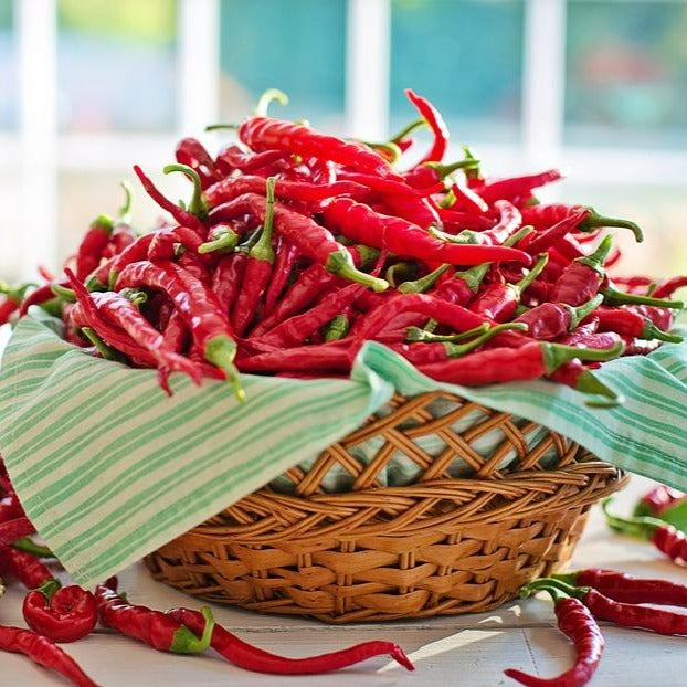 Pepper Hot Cayenne • فلفل كايين حار - plantnmore