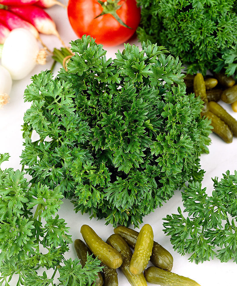 Curly Parsley • بقدونس مجعد - plantnmore